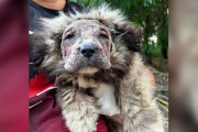 【海外】「放置された子犬が“テディベア”に変身！愛情で復活したライオンヘアの物語」