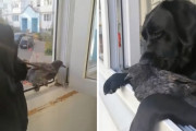 助けを求めてアパートの窓に飛び込んで来たハト。そのままワンちゃんに懐いてしまう！