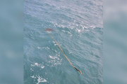 【海外】波の中でサーフィン中、見つけた「何か」の正体とは？意外な発見に驚愕！