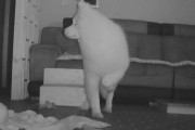 何が見える？飼主は留守で誰もいないはずなのに、何かを怖がっている様子を見せるサモエド犬