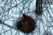 【海外】ドローンが捉えた、迷子の犬がパパの声を久しぶりに聞いた瞬間！