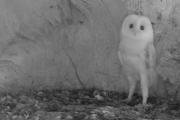 フクロウの赤ちゃんが生まれて始めて「雷」を経験した映像 海外の反応