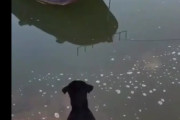 船に取り残されてしまった我が子・・親犬が取った行動に海外がビックリ仰天！　
