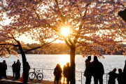 【海外の反応】日本がアメリカに250本の桜の木を贈る　海外の反応「これは素晴らしいニュース、こういう物語が大好き」