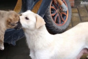 新しい家庭にもらわれていく子犬に最後のお別れ…名残り惜しくも心を決める母親犬の姿