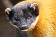 【海外】「Yから始まる動物14選：イエティカニからヨーキー・プーまで」