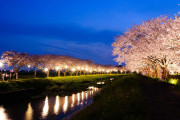 「絶景スポット！」福岡の水辺に映る幻想的な夜桜が,美しいと評判に【海外の反応】