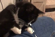 急所一点狙いの猫、息子スティックにクリティカルヒット！