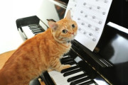 【海外】意外に音楽的な動物10選！あなたが知らない音楽界の仲間たち