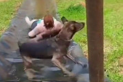 犬「あっ、しまった…」後悔しても遅すぎるけど努力はするとき