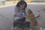 [韓国の反応]これが日本の犬の調教です