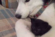 保護した子猫を見守る優しいハスキー犬