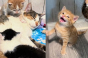 【海外】「子猫を助けた後、母猫を探し続けた感動の物語 – 最良の結末とは？」