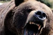 酔っ払った男性がクマの囲いに侵入し、襲い掛かってくるクマを溺れさせようとする映像が海外で話題に　←情報量多すぎて草　海外の反応