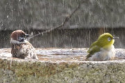メジロの水浴びに乱入するスズメの動画が話題に（海外の反応）