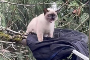【海外】助けのテクニックがすごい！急報、木に閉じ込められた猫を救った「驚きの方法」