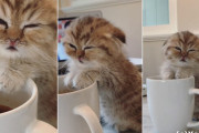眠くなってしまった子猫ちゃんがマグカップに手を乗せて眠気と戦っている動画が話題に！