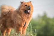 【海外】10万円以上もする！世界の高級犬8種とは？あなたならどれに投資する？