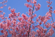 【海外の反応】「日本は世界で最も美しい都市だ！」日本の桜。