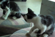 あのヨガトレーニングに参加する人気猫たちの子猫時代。初めて鏡を見たときの個性あふれる仕草を見比べたほのぼのムービー