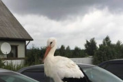 【画像】鳥がいました