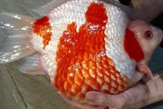 【微閲覧注意】育ちすぎた金魚が海外で話題に←これガチなん？　海外の反応