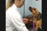 犬さんが病院で注射を受けるそうです...（笑）  海外の反応