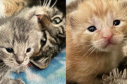 【海外】子猫を抱えた賢い猫、寒さから身を守るために人に助けを求める