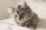 「はあ～気持ちいいニャン♪」エステを受ける子猫が可愛すぎるwww「俺より良い暮らしww」「子猫になりたいw」海外の反応