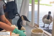 怪我をした彼氏を心配し病院へ！野生のガチョウカップルの絆が想像以上に深かった