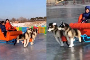 中国でお手軽に楽しめるアラスカン・マラミュートの電動犬ソリが登場