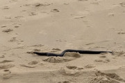 【海外】海岸で見つけた「棒」の正体は？小さな女の子が驚いた意外な発見！