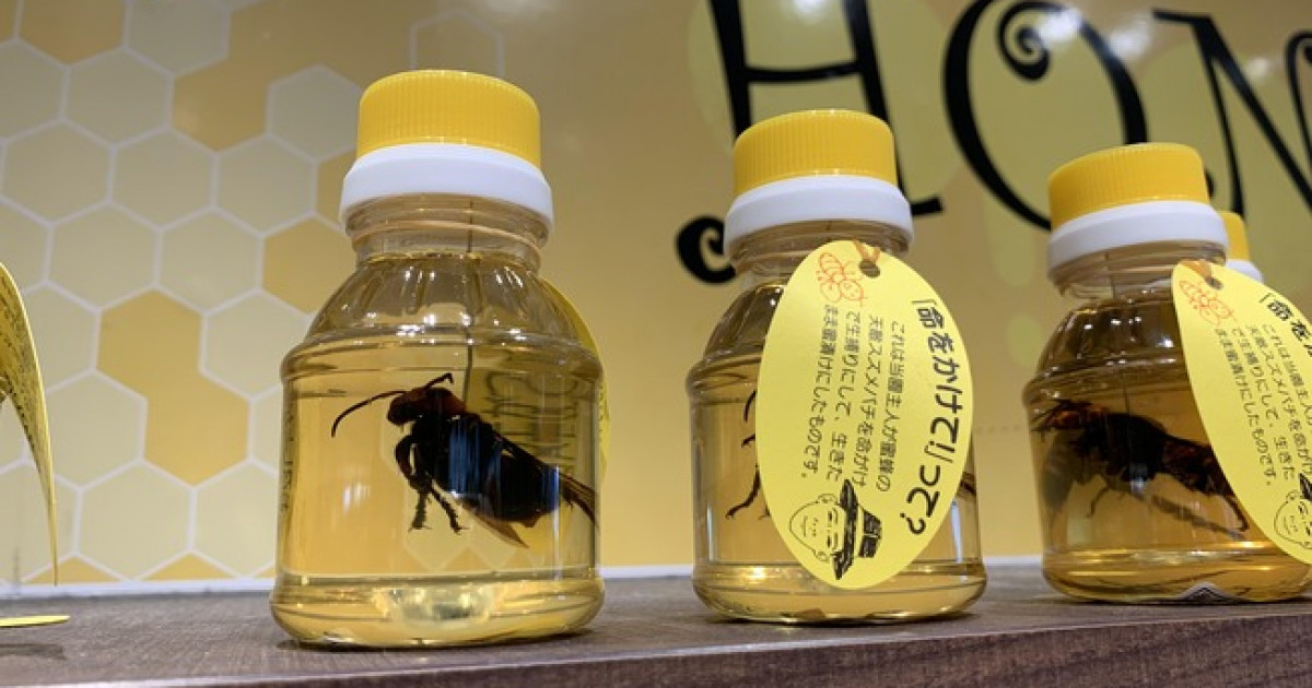 外国人「日本でハチミツ漬けのスズメバチを見かけてしまった…」 | 海外の反応アンテナ