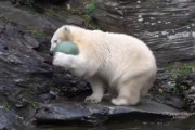 ホッキョクグマの子グマがボール遊びをする様子にほっこり。ボールを前脚一本でひょいと抱え、三本足で移動