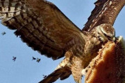 外国人「強キャラ感のある鳥を世界から集めてみたｗｗｗｗ」