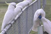 【海外】足を使って飲水器を操作するオウムたちの驚きの映像！その理由とかわいさに迫る