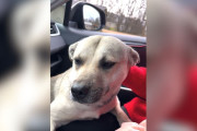 【海外】妊婦犬が車のドアを開けたら飛び込んできた話！