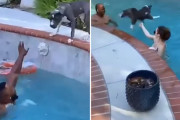 溺れるフリをする飼い主さんを急いで助けに行くワンちゃんに拍手！