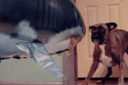 【動画】大きなサメ型バルーンを見たときボクサー犬はどんな反応をする？