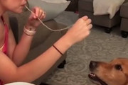 綺麗なお姉さんが愛犬と「スパゲティキス」を再現してみようとした結果