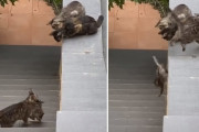 「わ～落っことさないで～！」階段で動けなくなった子猫を救出しにいく成猫。1回目は失敗するも2回目で見事成功！