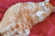 モッフモフ！眠っている小太り猫さんに癒やされる動画！