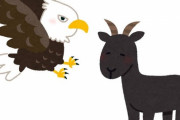 「めちゃくちゃワイルド…」ワシに襲われたヤギの衝撃的な逃れ方