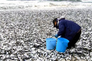【海外】「日本の北部で大量の魚が打ちあがる」→「放射能？」「中国が原因かも」