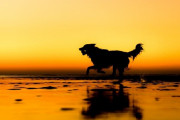 海外の犬メインの写真コンテスト　どれも素晴らしいと話題に