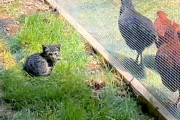 【海外】「心の支え、ヒナたちと過ごす小さな野良子猫の物語—勇気をくれた鶏たちとの絆」