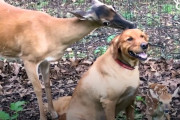 「うちの子連れて来たよ～！」家族のような絆で結ばれた鹿と犬