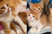 【海外】アパートで見つかった猫が子猫を産み、さらには他の子猫も引き取った驚きのストーリー！