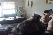 「もっと私を見て！」テレビゲームをしたいのに遊ばせてくれない猫