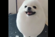 海外のネットで人気？ [タマゴいぬ（Eggdog）] の元ネタをご紹介 海外の反応